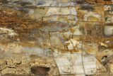 Polished Petrified Tropical Hardwood Slab - Texas #236511-1
